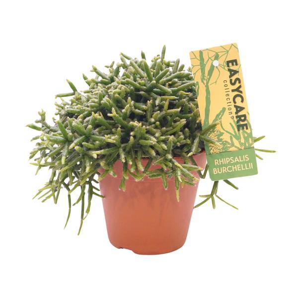 Korallenkaktus - Rhipsalis Burchellii - Ø12cm - ↕20cm