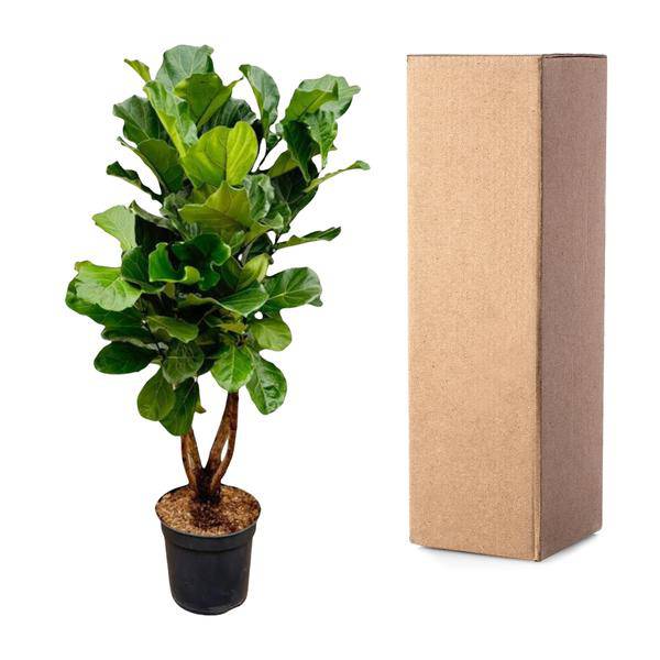Geigen-Feige – Ficus Lyrata – Zimmerpflanze 200cm – Ø32cm – XXL-Pflanze mit großen geigenförmigen Blättern – Exotische Kübelpflanze für Wohnzimmer & Büro – Pflegeleicht