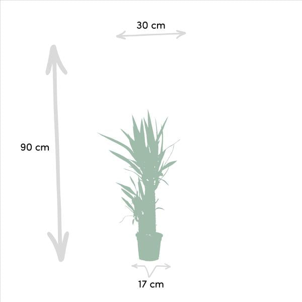 Pflanzset Drachenbaum Dracaena 70cm + Palmlilie Yucca 90cm – Exotische Zimmerpflanzen – Ø17cm – Luftreinigend – Pflegeleicht – Direkt aus der Gärtnerei