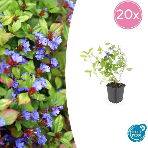 Kriechende Hornnarbe Ceratostigma plumbaginoides – 20 Pflanzen – ↕10-25cm – Ø9cm – Bodendecker – Blühend & pflegeleicht – Sonne & Halbschatten