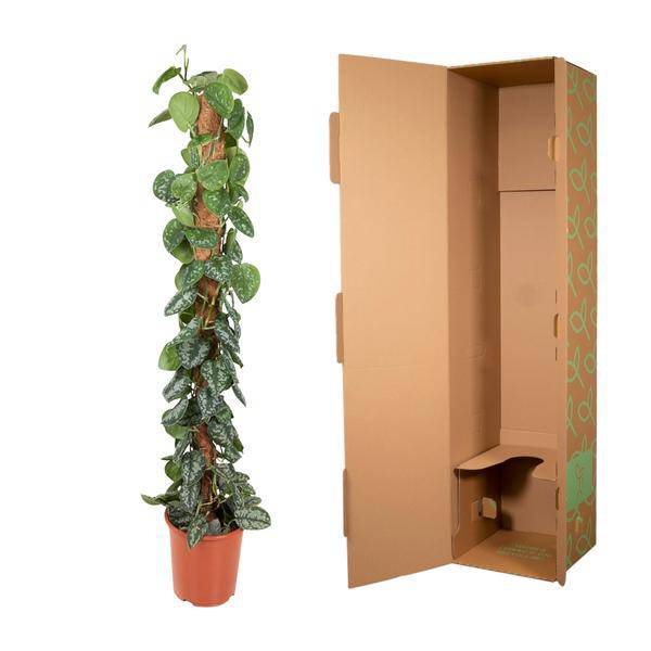 Efeutute - Epipremnum Pictus Trebie - Moos Stock - 150cm - ø27cm