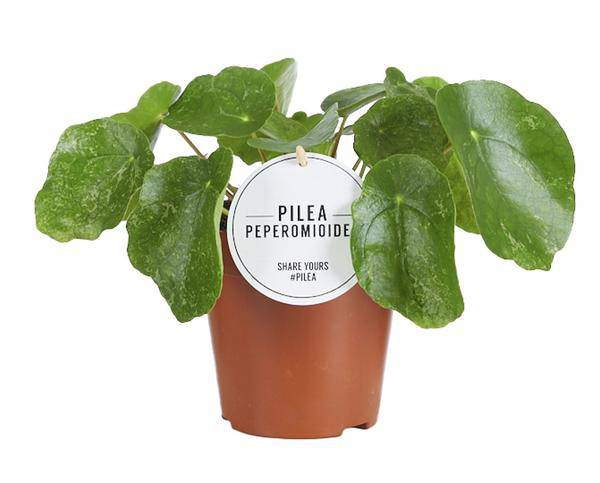 Ufopflanze – Pilea Sugar – Zimmerpflanze – Ø13cm – ca. 20cm hoch – trendige & pflegeleichte Grünpflanze