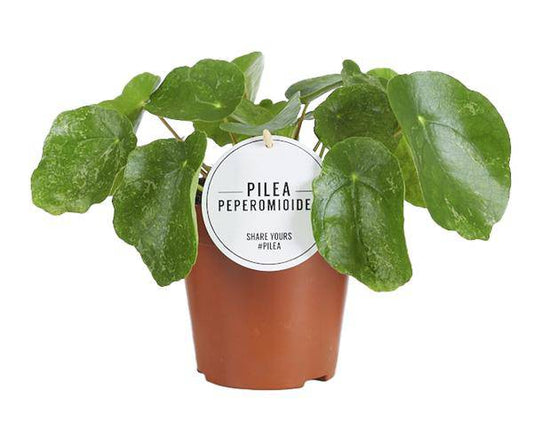 Ufopflanze – Pilea Sugar – Zimmerpflanze – Ø13cm – ca. 20cm hoch – trendige & pflegeleichte Grünpflanze
