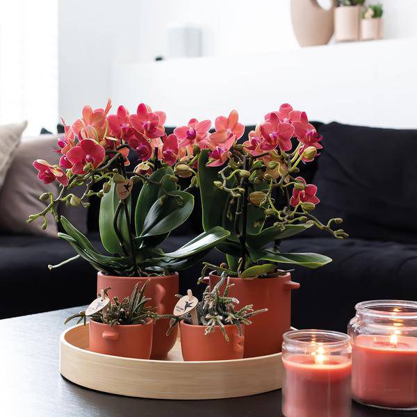 Rote Phalaenopsis Orchideen - Kongo - Topfgröße Ø9cm - blühende Zimmerpflanze - 2 Stück
