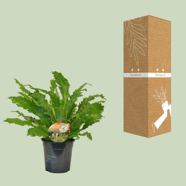 Nestfarn - Asplenium Campio - Zimmerpflanze - Ø17cm - ↕50cm