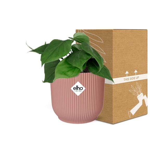 Baumfreund - Philodendron Scandens - Zimmerpflanze + Topf Vibes Fold 14cm Rosa