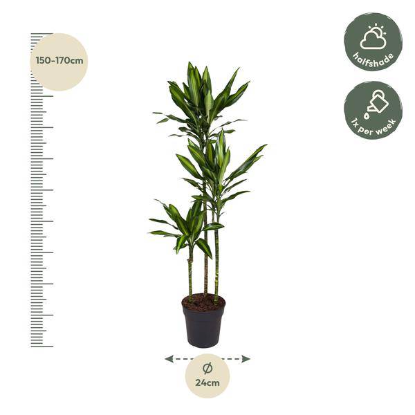 Drachenbaum - Dracaena Cintho - Zimmerpflanze - 160cm - ø24cm