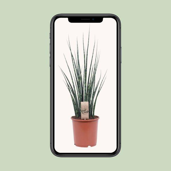 Bogenhanf - Sansevieria Fernholz Mikado - Zimmerpflanze - Ø19cm - ↕80cm