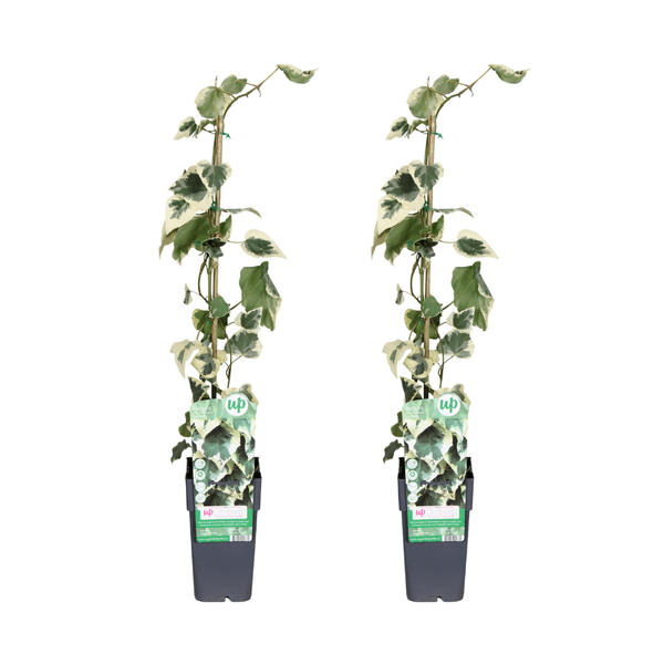 Hedera colchica Dentata Variegata - Efeu - Ø15cm - ↕65cm - 2 Stück