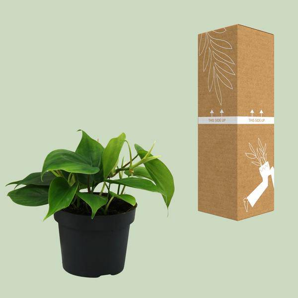 Herzblatt - Philodendron Scandens - Zimmerpflanze - Ø12cm - ↕20cm