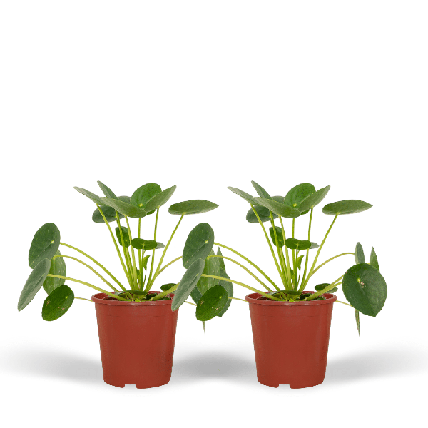 Chinesischer Geldbaum - Pilea Peperomiodes - Pfannkuchenpflanze - Zimmerpflanze - 20cm - ø12cm - 2 Stück