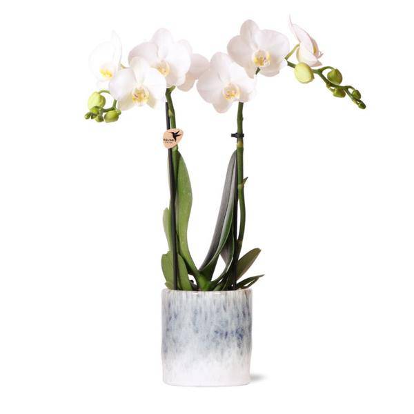 weiße Phalaenopsis Orchidee - Amabilis + Sky Topf - Topfgröße Ø9cm - 40cm hoch - Zimmerpflanze