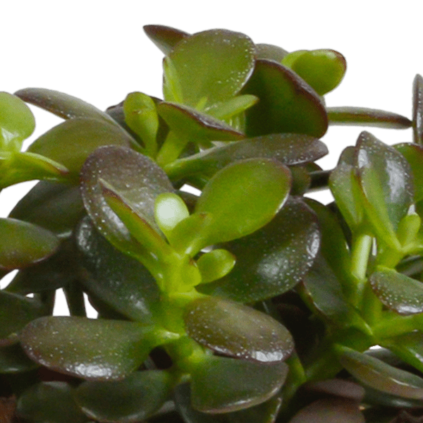 Dickblatt - Crassula - Mix - 10,5 cm - 3 Stück + Topf