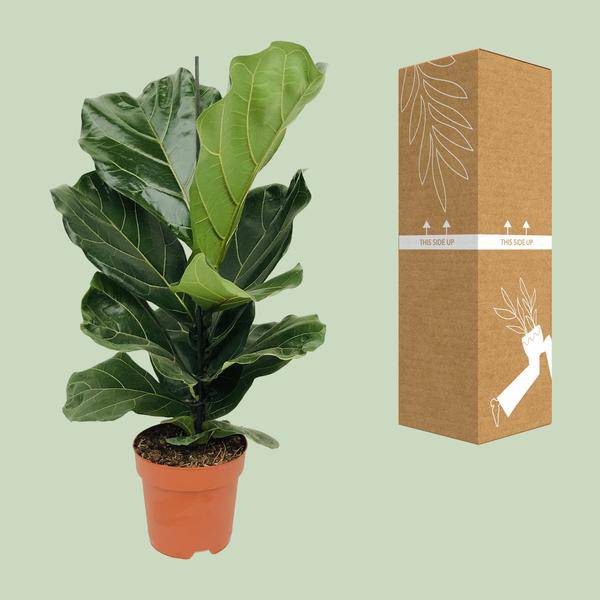 Geigen-Feige (Ficus lyrata) – Zimmerpflanze – Ø17cm ↕75cm – Trendige luftreinigende Pflanze mit großen geigenförmigen Blättern – Halbschatten – Elegante Deko