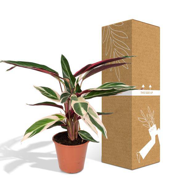 Calathea Triostar - Pfauenpflanzet - Ø19cm - ↕70cm - Oasis of Life
