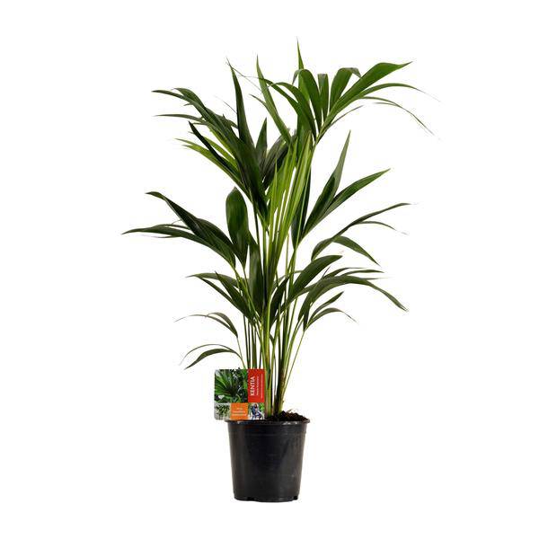 Kentiapalme - Howea Forsteriana - Zimmerpflanze - Ø19cm - ↕100cm