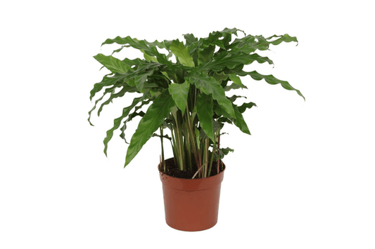 Calathea Bluegrass – Korbmarante Zimmerpflanze – Blaugrüne Blätter mit lila Unterseite – ↕35cm – Ø12cm – Tropische Pflanze für Wohnzimmer, Büro & Badezimmer