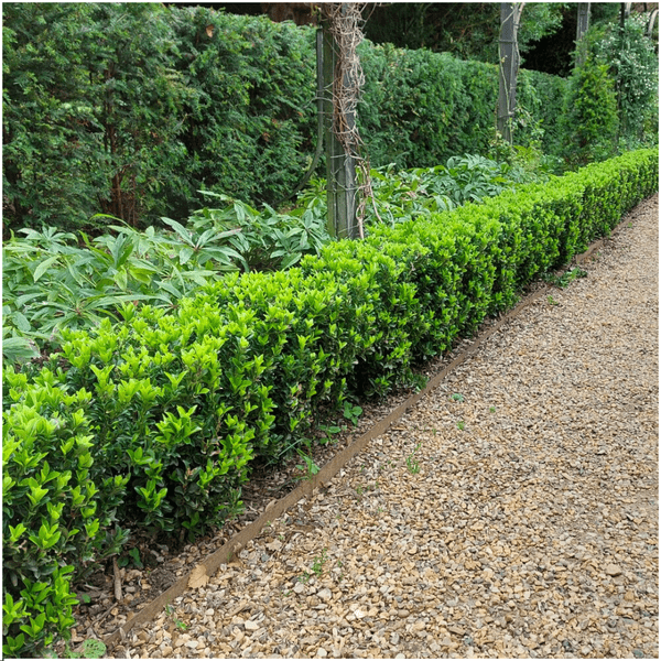 Euonymus 'Green Spire' - Japanischer Spindelstrauch - Ø7cm - ↕15cm - 12 Stück