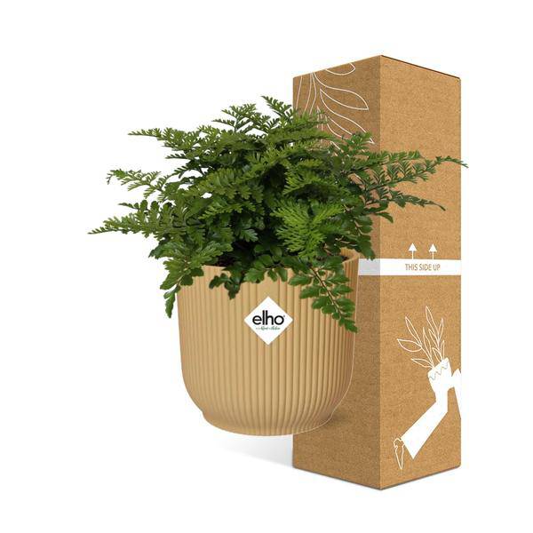 Nestfarn - Asplenium Parvati - Zimmerpflanze + Topf Vibes Fold 14cm Gelb