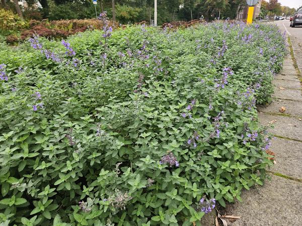 Nepeta 'Walker's Low' – 6 Pflanzen – Katzenminze – Lavendelblaue Blüten – Silbergrünes Laub – Pflegeleichte Staude – Sonnig – Bienen & Schmetterlinge