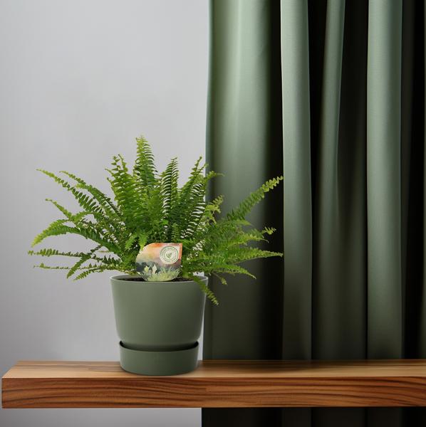 Schwertfarn Nephrolepis Green Lady – Boston-Farn Zimmerpflanze – Ø12cm – 30cm Höhe – luftreinigend & pflegeleicht – elegantes, grünes Laub