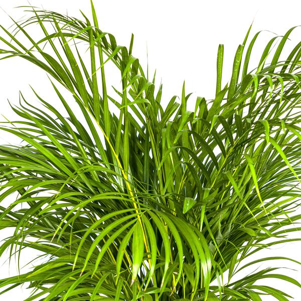 Dypsis Areca Lutescens - Goldfruchtpalme - Zimmerpflanze - Ø24cm - ↕120-140cm