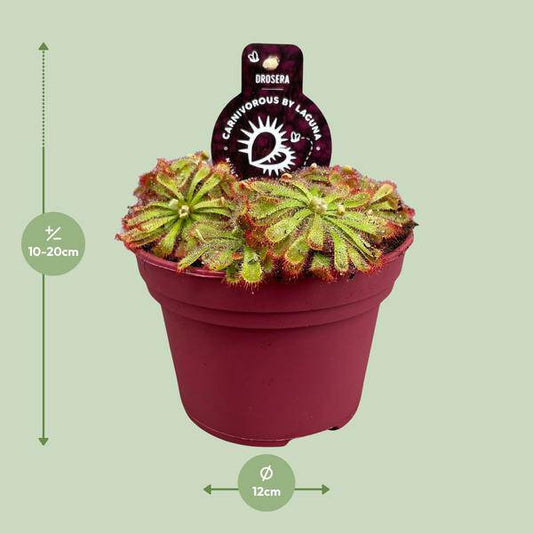 Drosera Aliciae – Sonnentau – Ø12cm – Fleischfressende Pflanze – Zimmerpflanze für Insektenabwehr & Dekoration – Pflegeleicht & faszinierend
