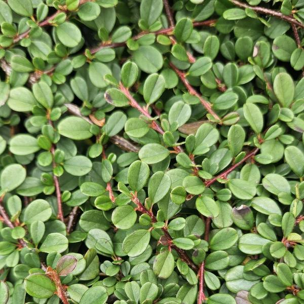 Cotoneaster pr. 'Streib's Findling' - Zwergmispel - ↕10-25cm - Ø9cm - 6 Stück