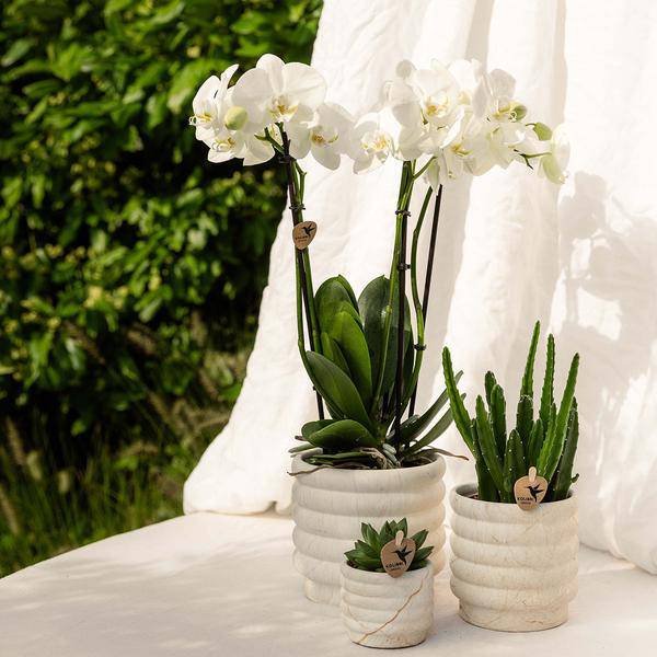 Marmor-Topf - Hell - Ø6cm