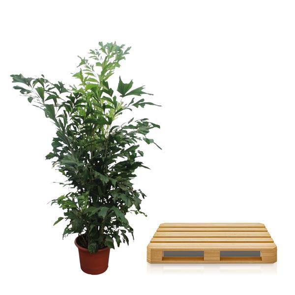 Fischschwanzpalme - Caryota Mitis - 270cm - ø50cm