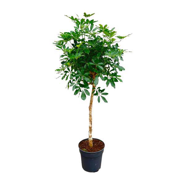 Strahlenaralie – Schefflera auf Stiel – Zimmerpflanze 170cm – Ø35cm – Immergrüne Grünpflanze mit handförmigen Blättern – Tropische XXL-Pflanze für Wohnzimmer & Büro – Pflegeleicht