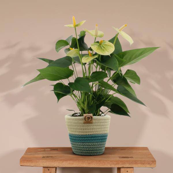 Flamingoblume - Anthurium andreanum Vanille - Zimmerpflanze + Korb Pure - 45cm - Ø12cm