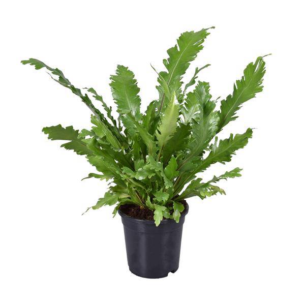 Nestfarn - Asplenium Nidus - Zimmerpflanze - Ø17cm - ↕45cm