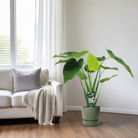 Alocasia Cucullata – Elefantenohr – Ø19cm x H55cm – Tropische Zimmerpflanze mit großen grünen Blättern – Pflegeleicht & dekorativ – Für indirektes Licht