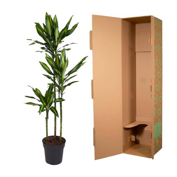 Drachenbaum - Dracaena Cintho - Zimmerpflanze - 160cm - ø24cm