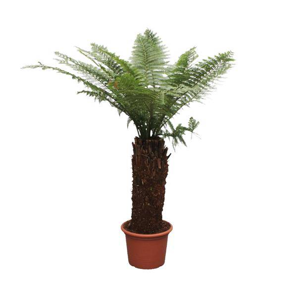 Taschenfarn - Dicksonia Antarctica - 250cm - ø50cm
