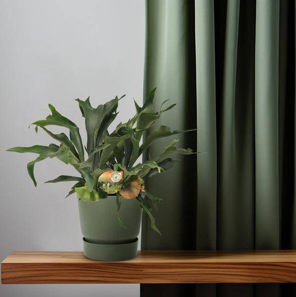 Geweihfarn - Platycerium Bifurcatum - Zimmerpflanze - Ø26cm - ↕80cm