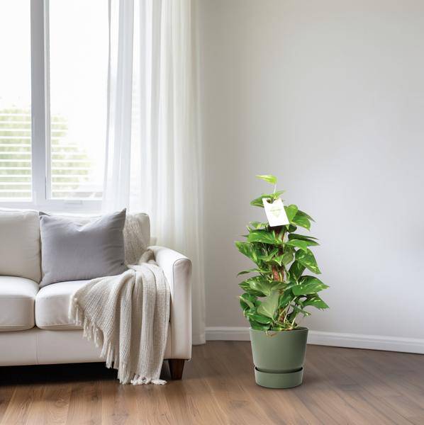 Efeutute Epipremnum Scindapsus Pinnatum – Goldene Efeutute am Moosstock – Zimmerpflanze Ø15cm ↕60cm – Herzförmige Blätter – Pflegeleichte Rankpflanze für Wohnzimmer, Büro & Innenräume