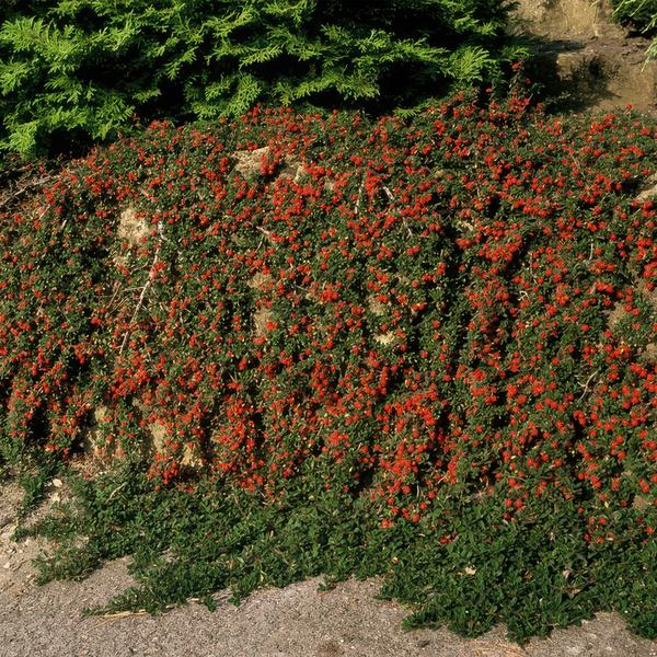 Cotoneaster pr. 'Streib's Findling' - Zwergmispel - ↕10-25cm - Ø9cm - 6 Stück