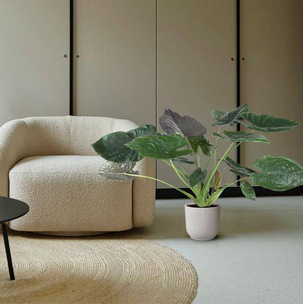Elefantenohr – Alocasia Wentii – Zimmerpflanze – 120cm – Ø32cm – tropische Pflanze mit großen pfeilförmigen Blättern in Dunkelgrün und Violett