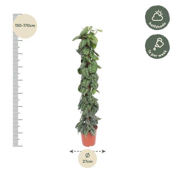 Gefleckte Efeutute - Scindapsus Pictus Trebie - Moosstock - Zimmerpflanze - 160cm - ø27cm