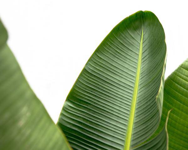 Strelitzia Augusta – Baum-Strelitzie XXL – Weißer Paradiesvogel – 250cm hoch – Ø38cm – Zimmerpflanze mit großen Fächerblättern – Exotischer Blickfang für helle Räume
