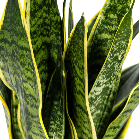 Bogenhanf Sansevieria Trifasciata Futura Superba – Zimmerpflanze – Ø17 cm Topf – Höhe 50-55 cm – Robust & pflegeleicht