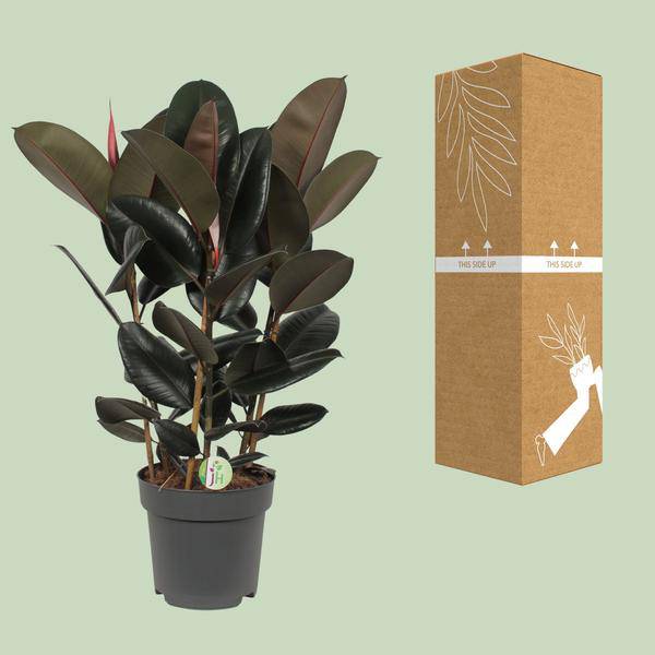 Feigenbaum - Ficus Abidjan - Zimmerpflanze - Ø27cm - ↕90cm