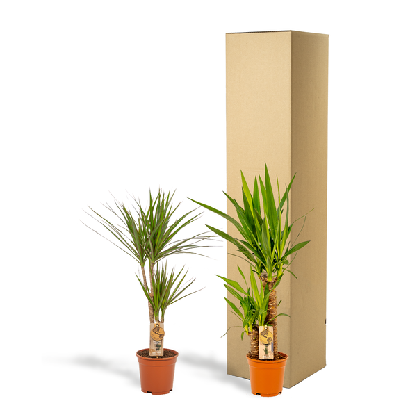Pflanzset Drachenbaum Dracaena 70cm + Palmlilie Yucca 90cm – Exotische Zimmerpflanzen – Ø17cm – Luftreinigend – Pflegeleicht – Direkt aus der Gärtnerei