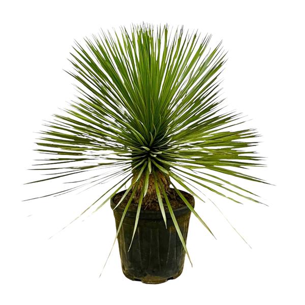 Palmlilie - Yucca Rostrata auf Stiel - ↕70 cm - Ø30cm - Exotische Zimmer- & Terrassenpflanze – Pflegeleicht & robust