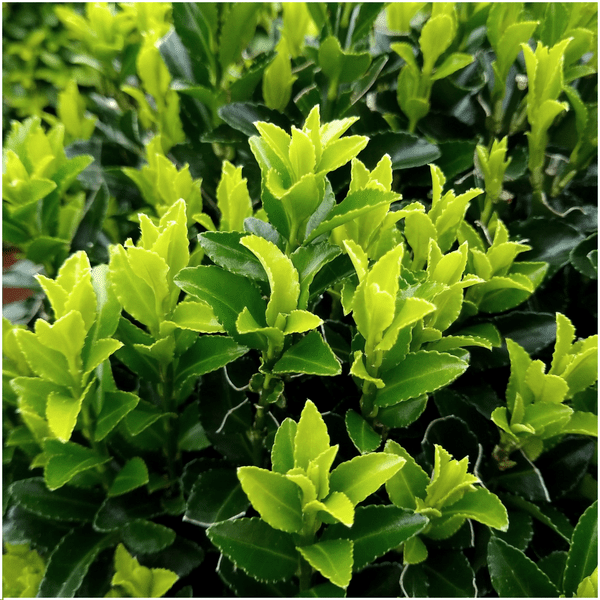 Euonymus 'Green Spire' - Japanischer Spindelstrauch - Ø7cm - ↕15cm - 12 Stück