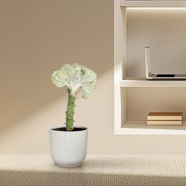 Euphorbia lactea Cristata Weiß – Drachenknochenkaktus – Sukkulente Zimmerpflanze – Exotische Rarität – Pflegeleicht – ↕30cm – Ø10,5cm