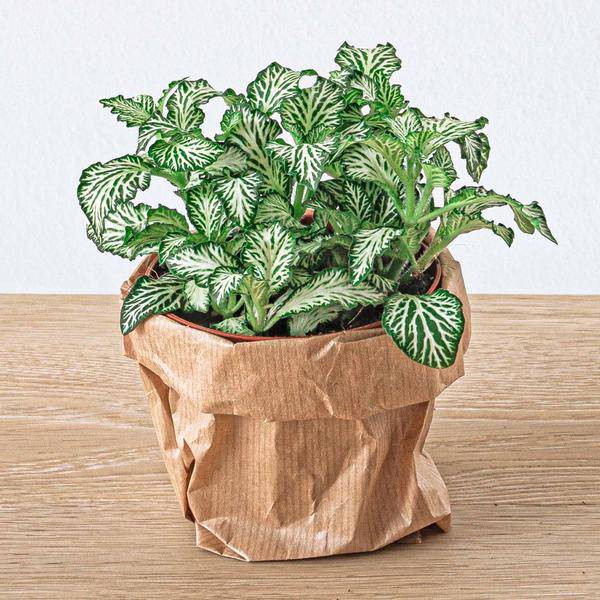 Mosaikpflanze - Fittonia White - Weißer Tiger - Terrarienpflanze - Topfgröße 8