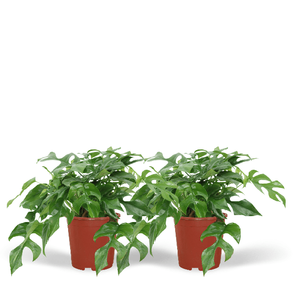Fensterblatt - Monstera Minima - Zimmerpflanze - Ø15cm - ↕30cm - 2 Stück